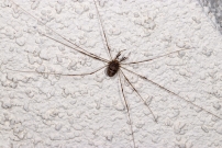 Une femelle (Opiliones - Phalangiidae - Dicranopalpus ramosus)